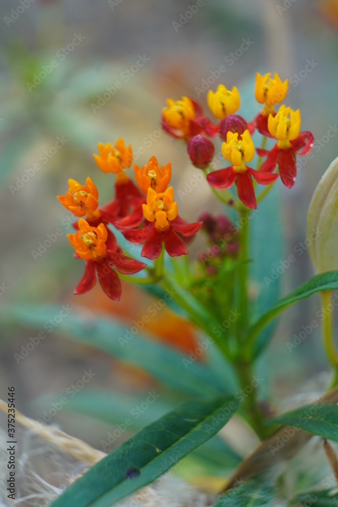 Fototapeta premium flowers in the garden
