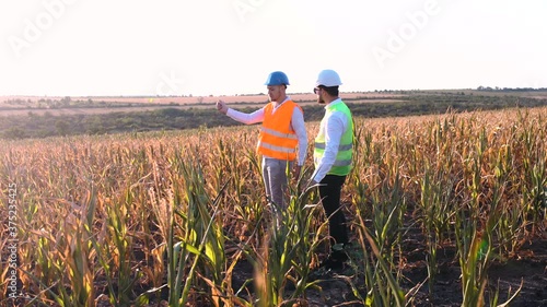 An angry farmer examining the dry soil in the field with dry corn.