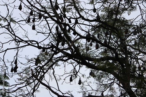 tree branches against blue sky