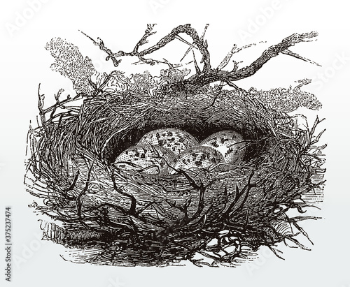 Bird nest with four speckled eggs, after an antique illustration from the 19th century