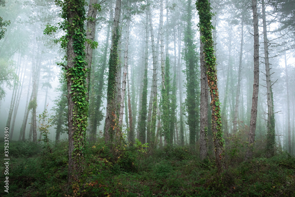 fabulous foggy forest. Landscape with trees. Summer mood