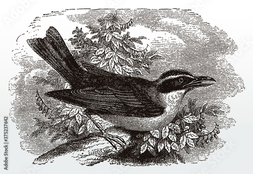 Great kiskadee, pitangus sulphuratus in side view sitting on a branch and singing, after an antique illustration from the 19th century