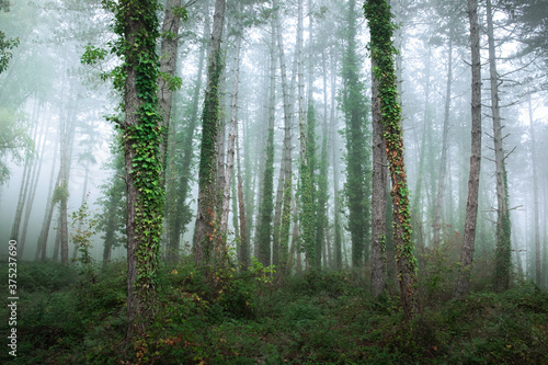 fabulous foggy forest. Landscape with trees. Summer mood