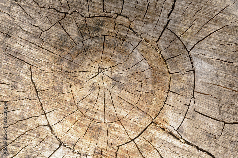 Abstract background of felled tree trunk or stump. Closeup topview for artworks.