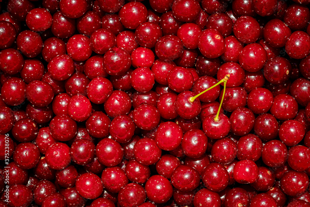 Background of ripe organic sour cherries in the sun Background of ripe organic sour cherries in the sun