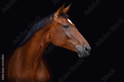 portrait of bay trakehner mare horse with white spot on forehead isolated on black background