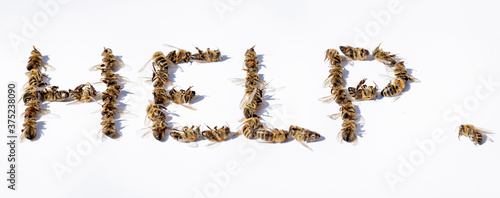 The word "help" spelled with dead bees on a white background