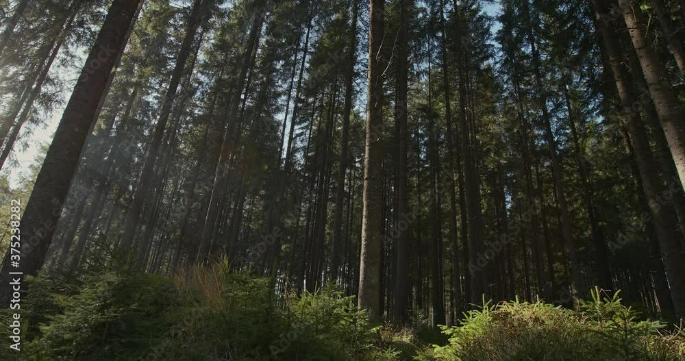 Beautiful sun rays in the morning pine Carpathian forest Beautiful sun rays in the morning pine Carpathian forest