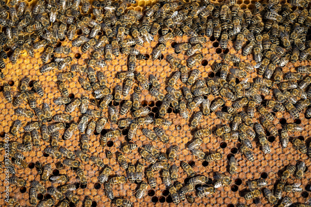 Bees working on a frame in a healthy hive Bees working on a frame in a healthy hive