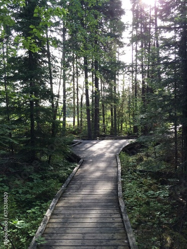 The path in the forest