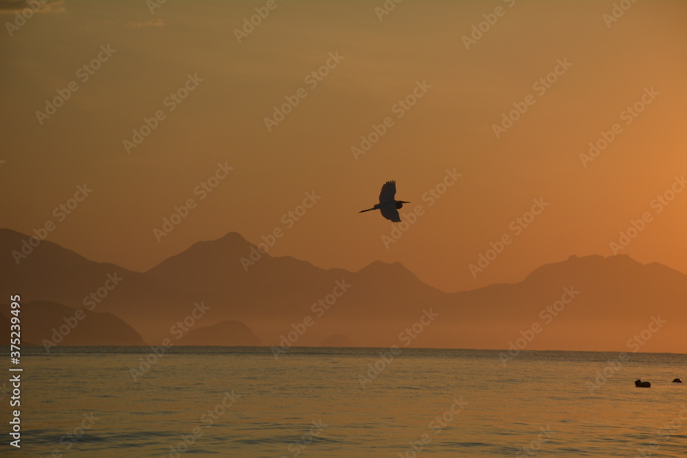 water birds on the beach during sunset, orange scene