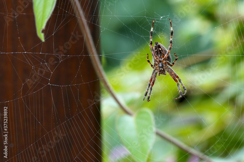 close-up of a female garden spider on a cobweb