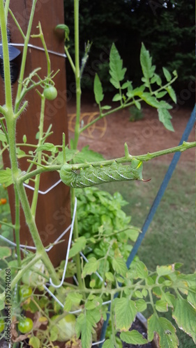 Hornworm on tomato plant