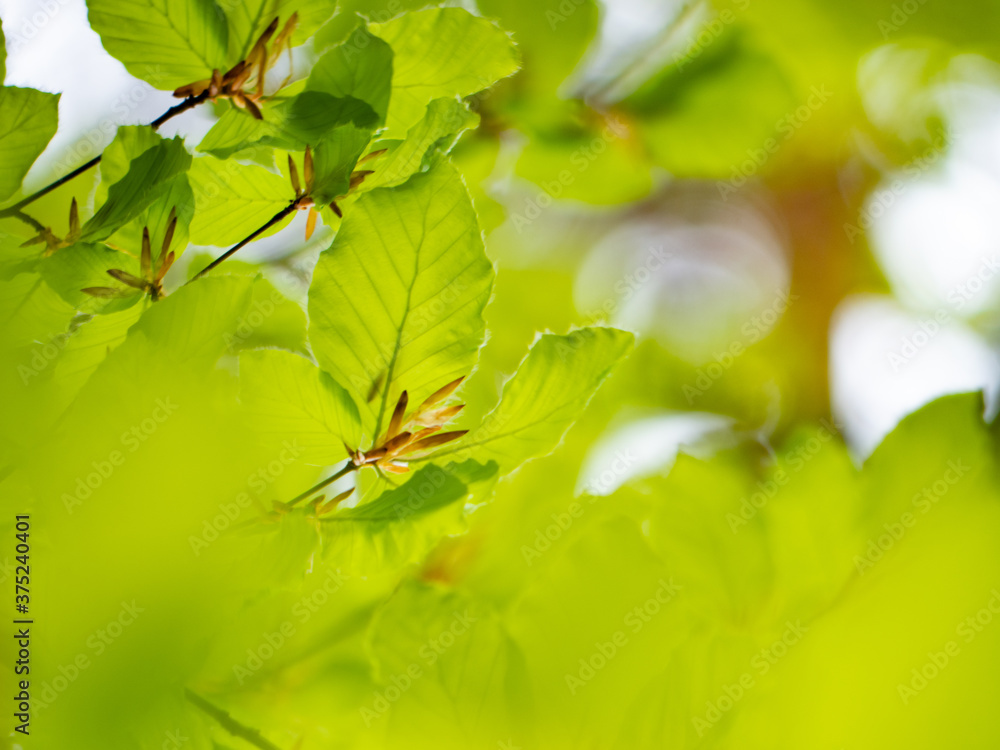 Fresh burst beech leaves against light sky Fresh burst beech leaves against light sky