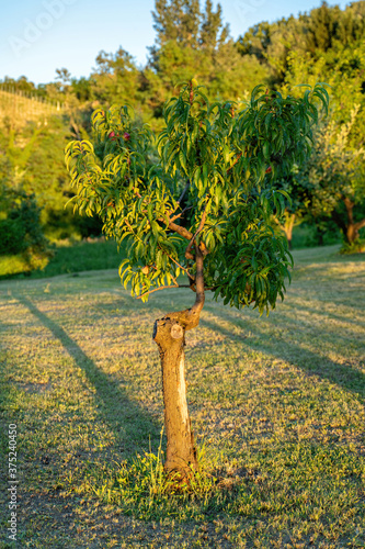 Albero