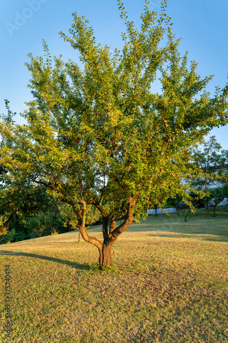 Albero