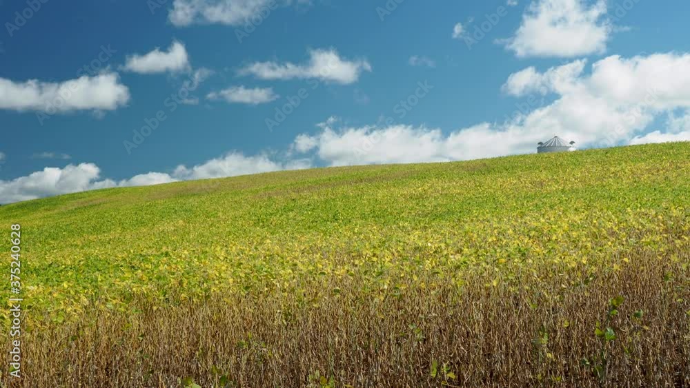field of green and yellow soybean plants moving in the breeze field of green and yellow soybean plants moving in the breeze