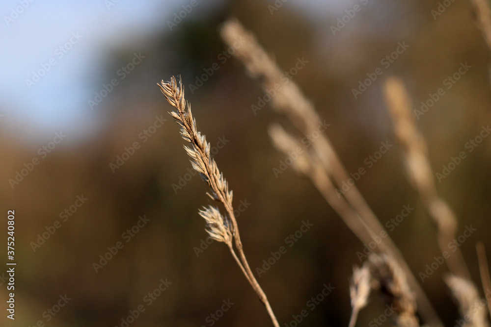 Fototapeta premium Grass