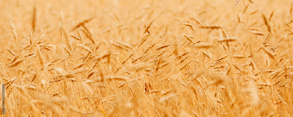 Close-up banner macro photo of golden barley in farming field. Concept nature sunlight background Close-up banner macro photo of golden barley in farming field. Concept nature sunlight background