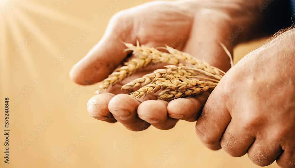 Close-up banner macro golden barley ears in hands of farmer in field. Concept nature sunlight background Close-up banner macro golden barley ears in hands of farmer in field. Concept nature sunlight background