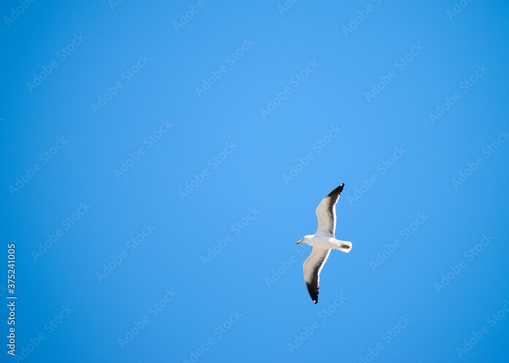 Obraz premium Bottom-up picture of a seagull flying alone in contrast with the blue sky.