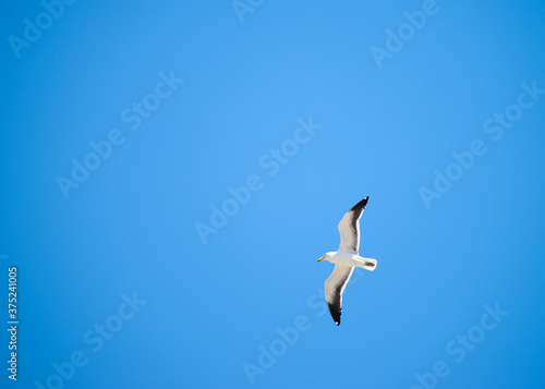 Bottom-up picture of a seagull flying alone in contrast with the blue sky.