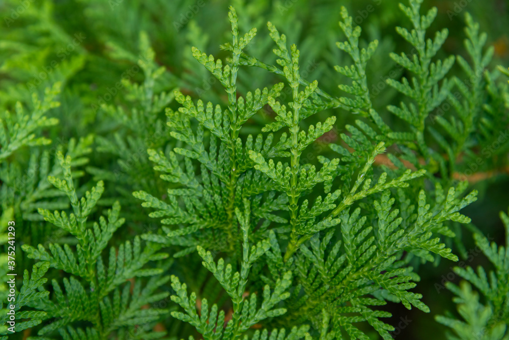 Close up view of beautiful green christmas leaves of Thuja occidentalis tree (also known as white cedar or eastern arborvitae) on green background. Selective focus. Oriental garden plants theme. Close up view of beautiful green christmas leaves of Thuja occidentalis tree (also known as white cedar or eastern arborvitae) on green background. Selective focus. Oriental garden plants theme.