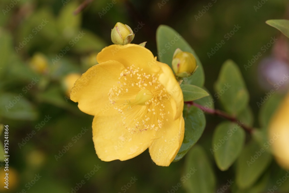 Hooker's St. John's Wort, Hypericum hookerianum Hooker's St. John's Wort, Hypericum hookerianum