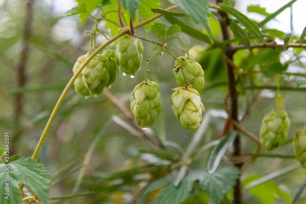 Close up view of common hop (Humulus lupulus) green cone shaped fruits on the branch of plant. Selective focus. Blurred background. Brewing ingredient production theme.