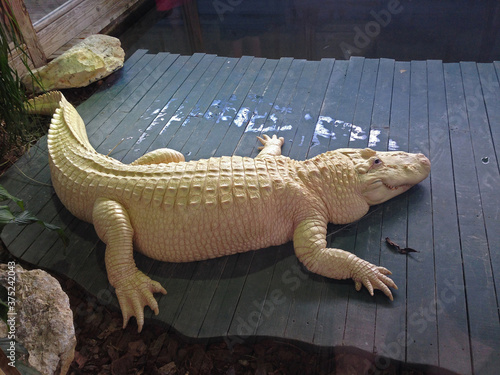 White American alligator at Gatorland, Florida. photo