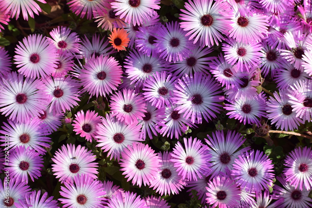 Livingstone Daisy