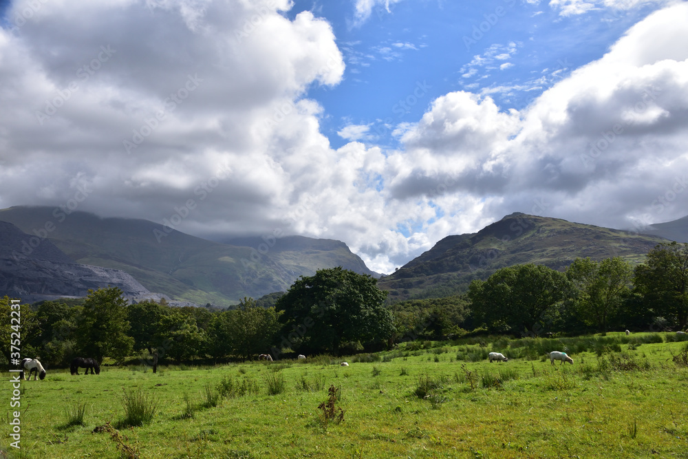 Fototapeta premium welsh valey livestock