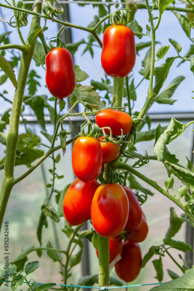 Red tomatoes grow in a greenhouse