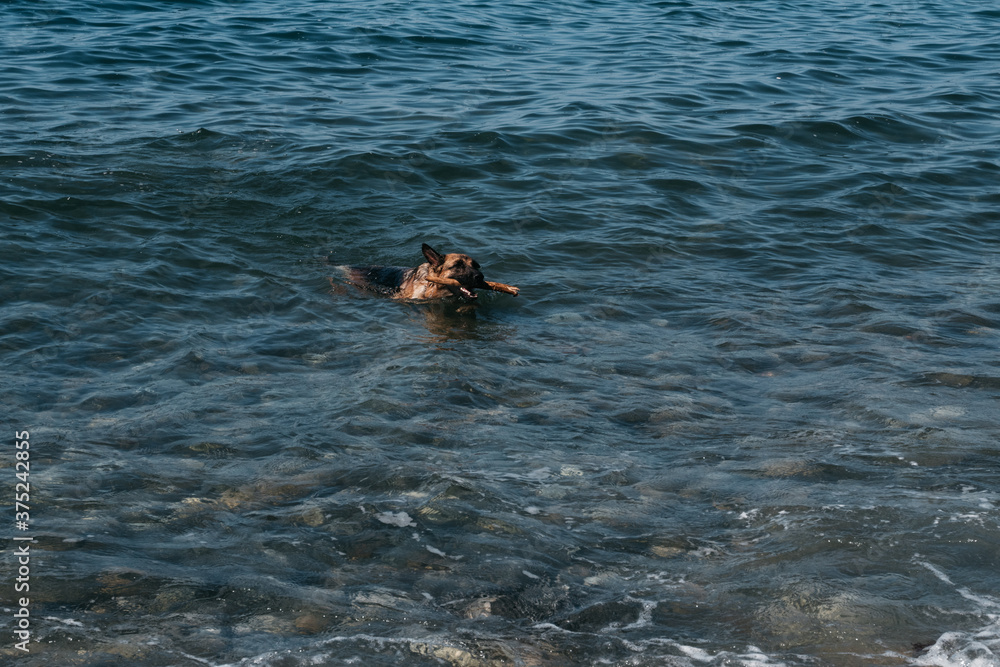 Fototapeta premium The dog bathes in a clear pond and brings a branch. A red-and-black German shepherd is swimming in the sea and playing with a stick.