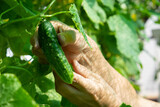cucumber hangs on a branch and next to a woman hand. Harvesting in an industrial greenhouse.
