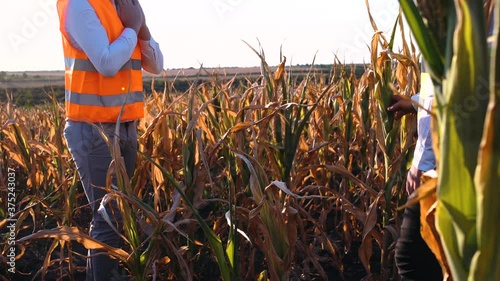 Drought-affected cornfield. Global warming concept.