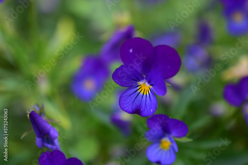 Blue and yellow night violet flowers Pansies like lanterns