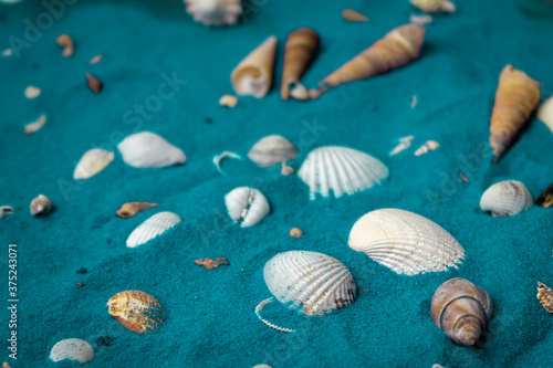 Türkiser Sand mit Muscheln braun und weiß