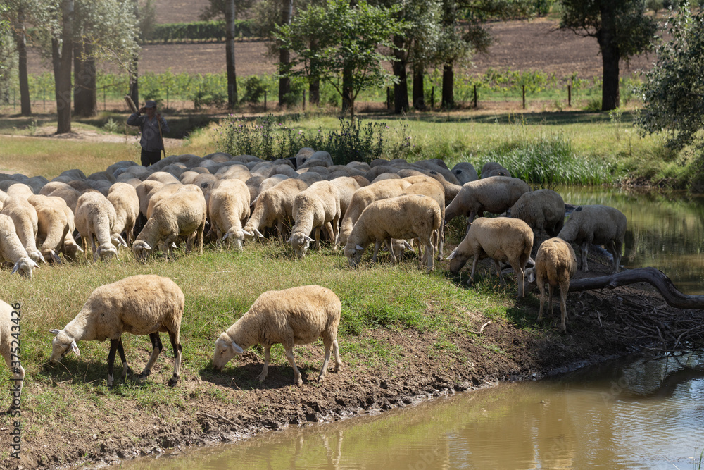 Sheep on a watering hole. Sheep drinking water on the shore of the lake. Animals graze in the meadow. Pastures of Europe. Sheep on a watering hole. Sheep drinking water on the shore of the lake. Animals graze in the meadow. Pastures of Europe.