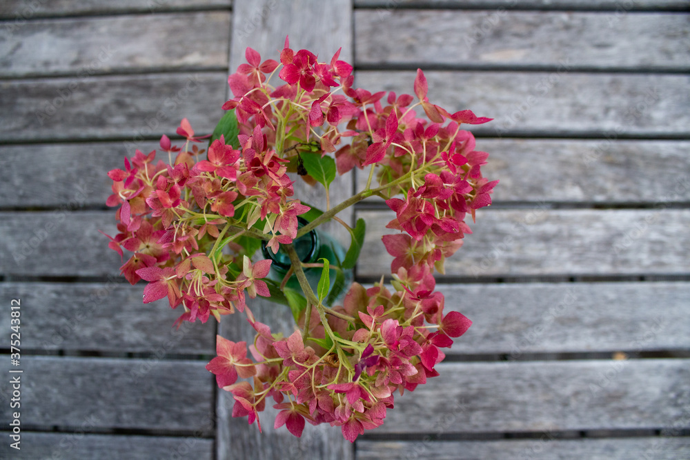pink hydrangea flower in autumn on a wooden table pink hydrangea flower in autumn on a wooden table