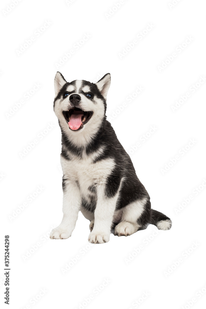 Cute siberian husky puppy sitting on white background isolated. Interesting playful little puppy of serbian husky with blue eyes