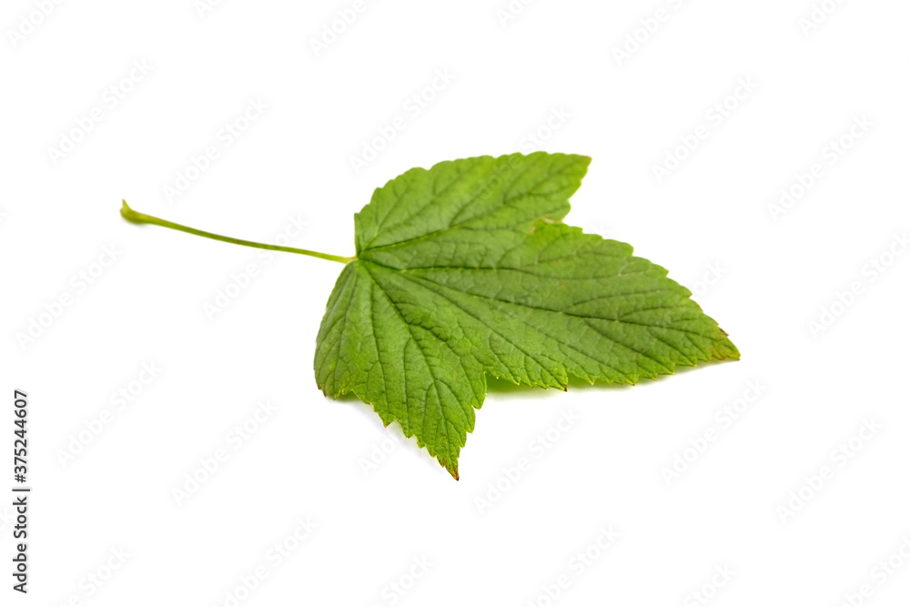 Fototapeta premium Currant berries leaf isolated on white background