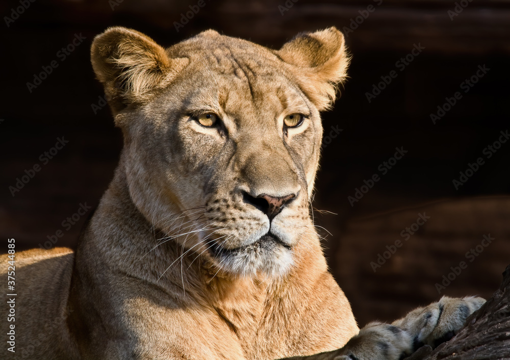 Obraz premium Portrait of a Lioness lying in the sun