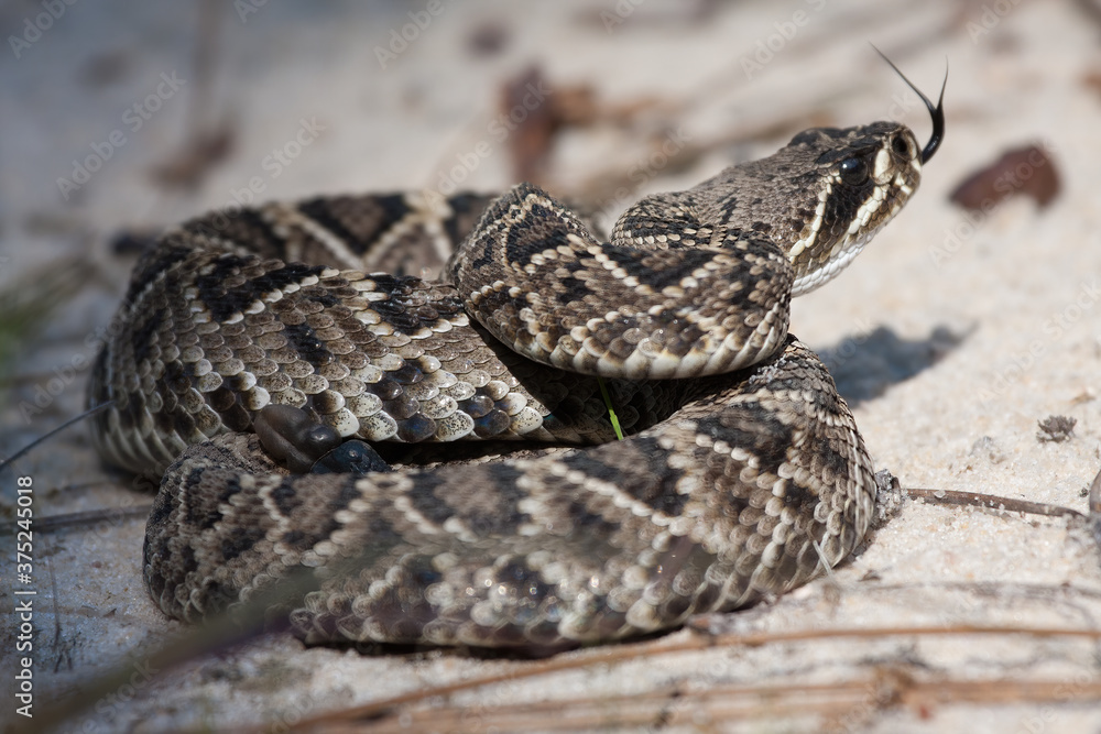 Coiled Eastern Diamondback Rattlesnake flicking tongue Coiled Eastern Diamondback Rattlesnake flicking tongue