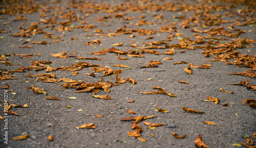 falling leave autumn wallpaper concept park asphalt road perspective surface September