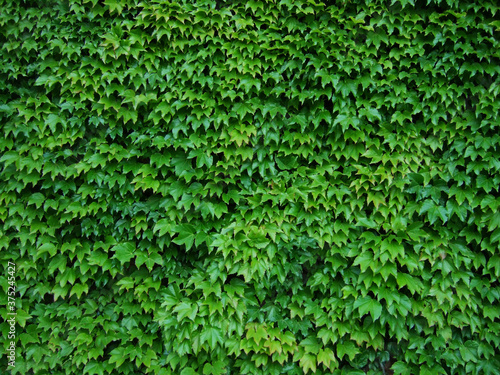 Nature background with ivy leaves. Texture for designs
