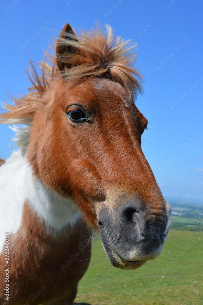 Obraz Pony in Dartmoor National Park, Devon, England