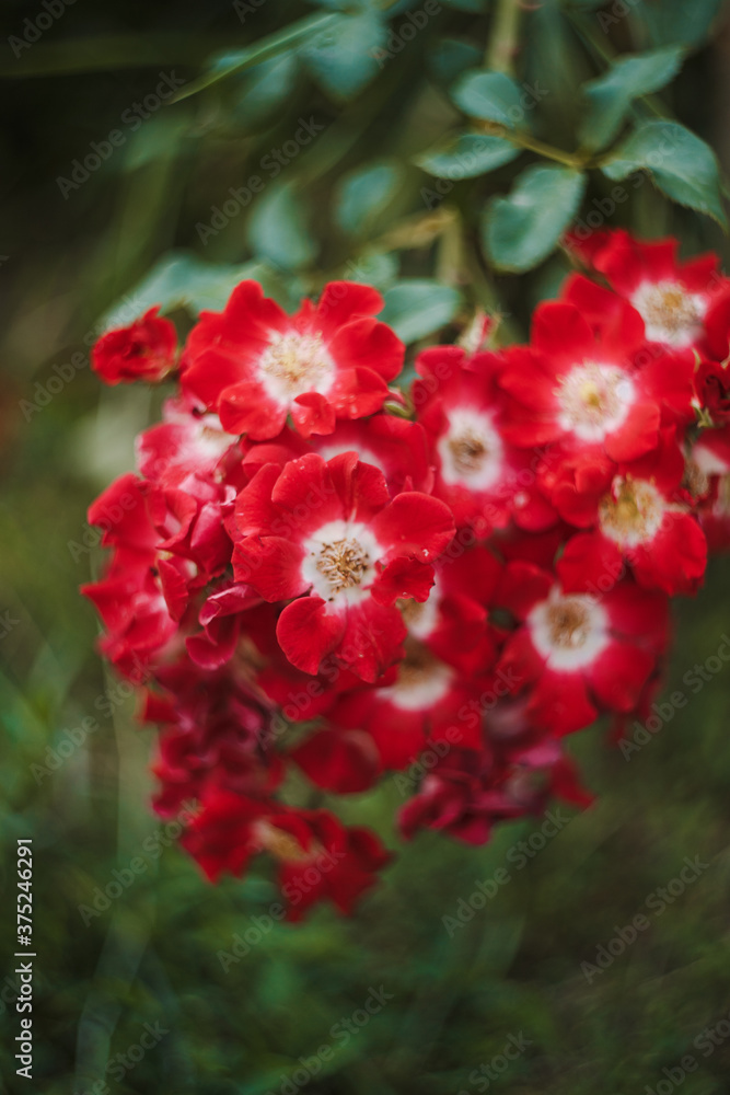 close up of pink flowers