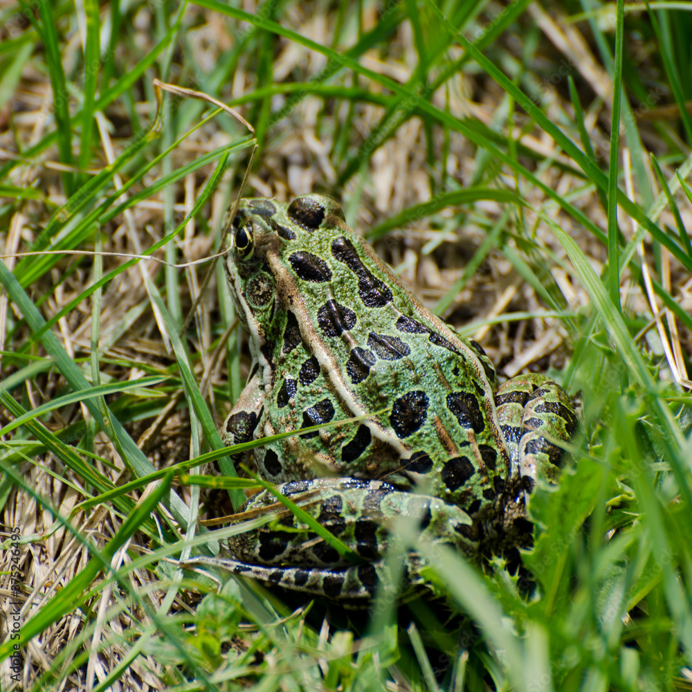 Northern Leopard Frog sitting in the tall grass of the Shell River Valley Hiking trail in Duck Mountain Provincial Park, Manitoba, Canada Northern Leopard Frog sitting in the tall grass of the Shell River Valley Hiking trail in Duck Mountain Provincial Park, Manitoba, Canada