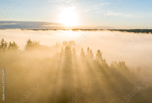 rays of the sun breaking through the fog in over the trees